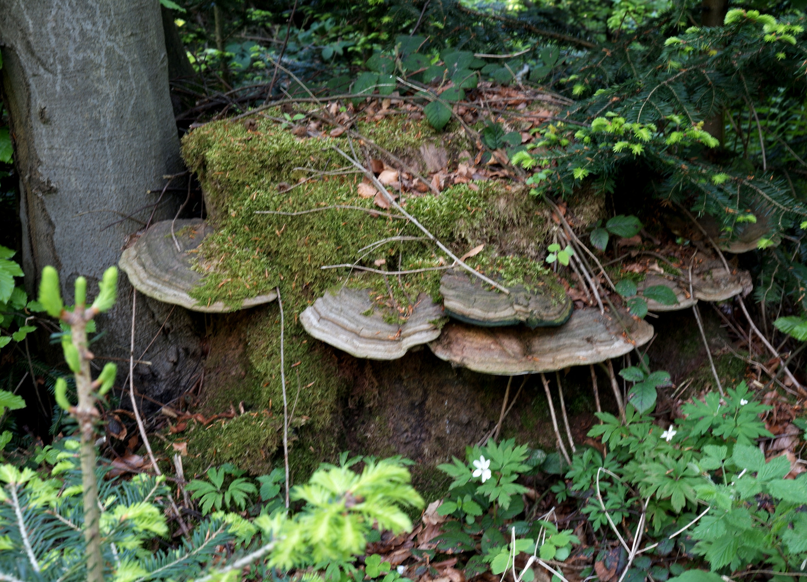 Nazwa:  DSCF5719.JPG
Wyświetleń: 132
Rozmiar:  850,5 KB