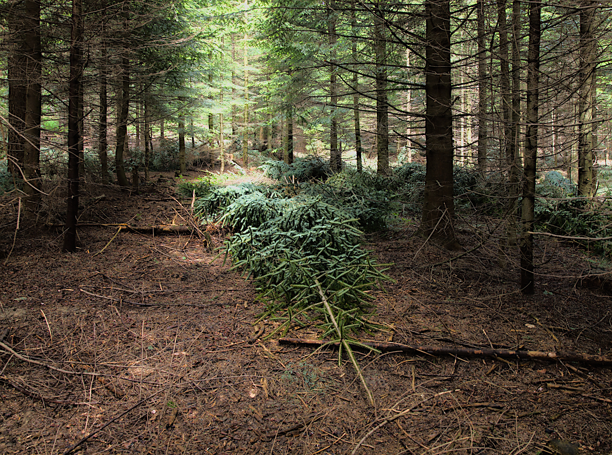 Nazwa:  P6136011.jpg
Wyświetleń: 149
Rozmiar:  1,88 MB