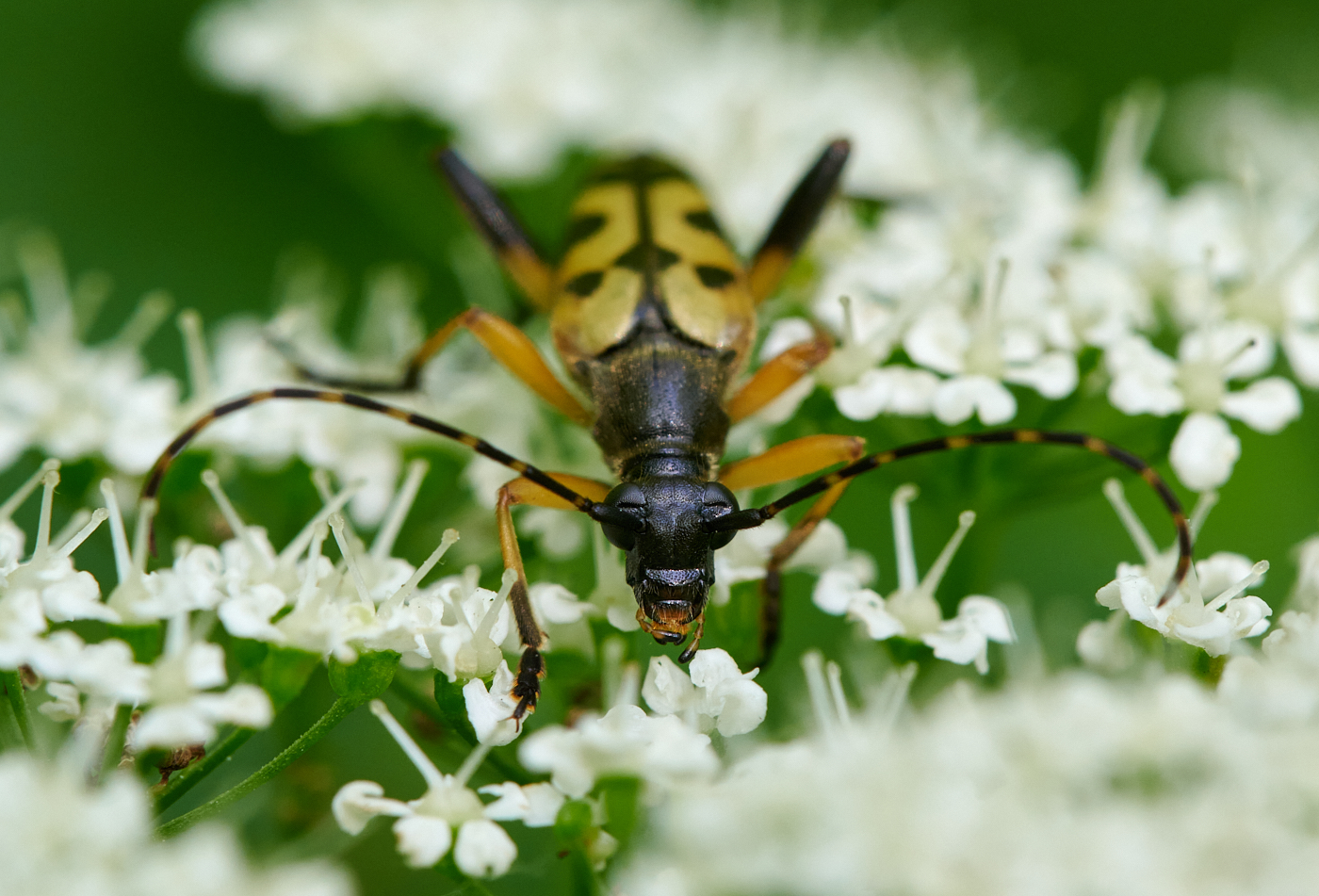 Nazwa:  _2226688 2.jpg
Wyświetleń: 106
Rozmiar:  1,01 MB