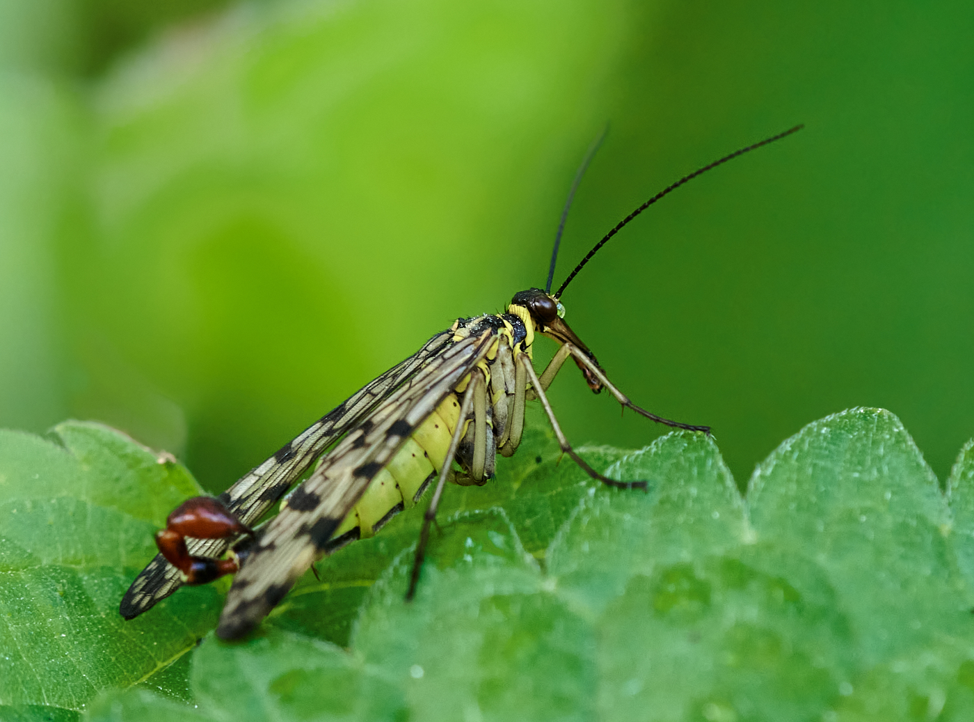 Nazwa:  _2226556 4.jpg
Wyświetleń: 107
Rozmiar:  1,01 MB