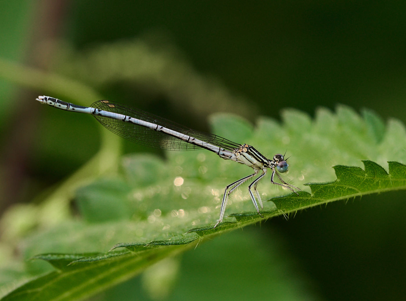 Nazwa:  _2226637 2.jpg
Wyświetleń: 97
Rozmiar:  1,21 MB