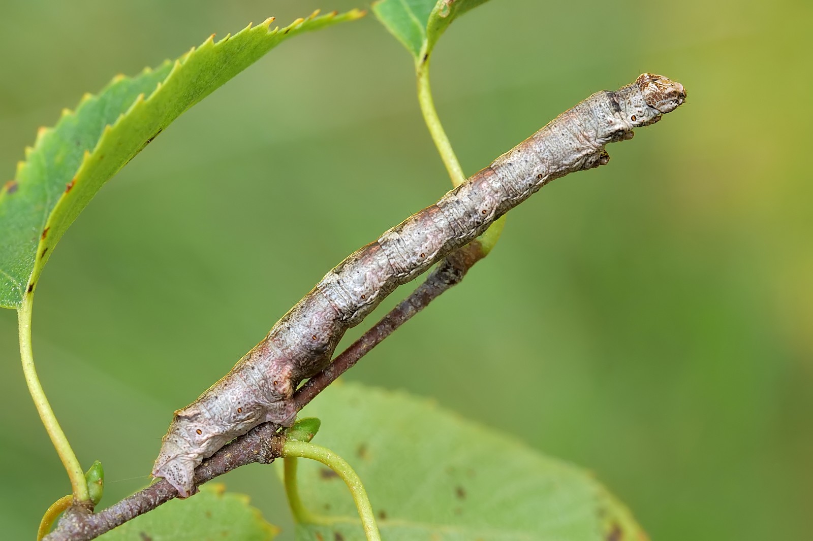 Nazwa:  51066923232_2a47d3f91f_o.jpg
Wyświetleń: 97
Rozmiar:  197,0 KB