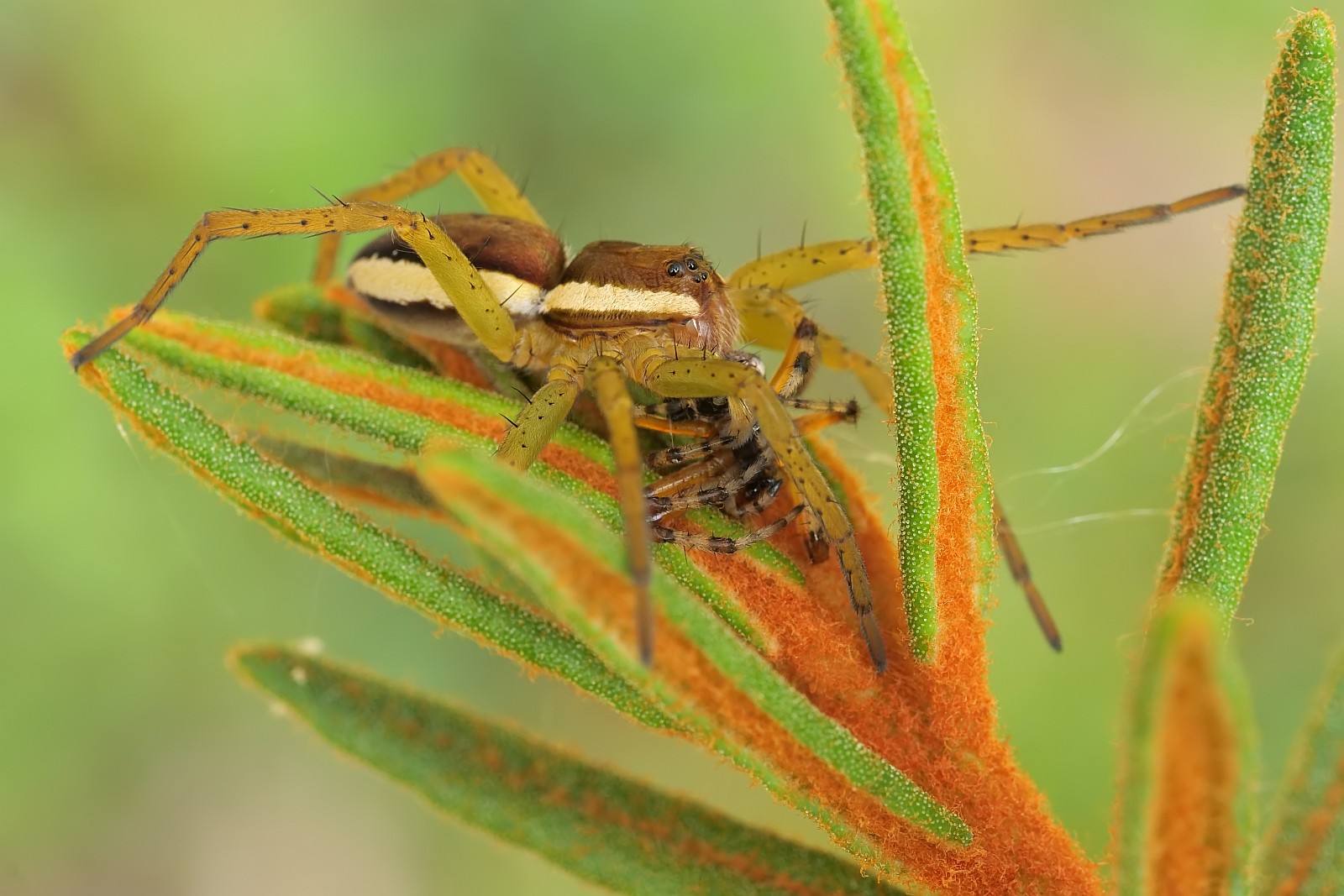 Nazwa:  51069513756_1a833173f5_o.jpg
Wyświetleń: 179
Rozmiar:  266,9 KB