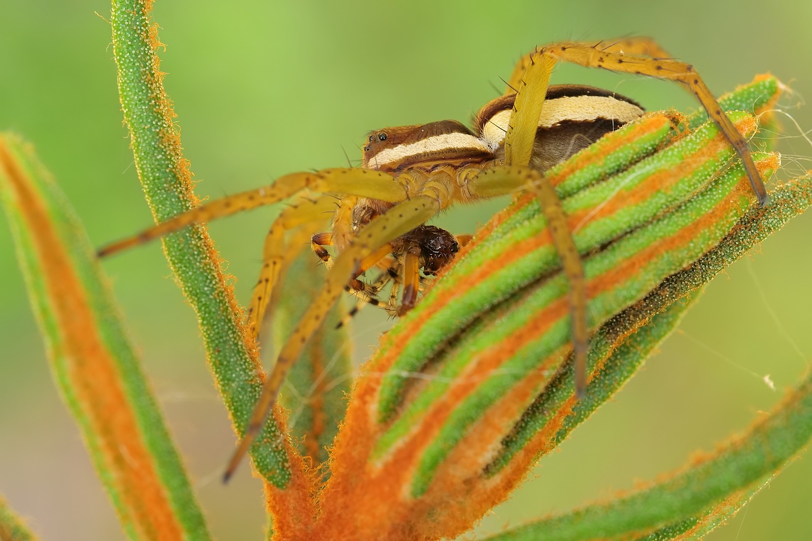 Nazwa:  51000328205_952d34ab6d_o.jpg
Wyświetleń: 174
Rozmiar:  274,3 KB