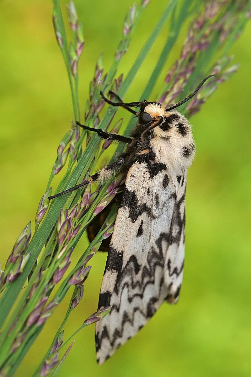 Nazwa:  51071699221_69befaace8_o.jpg
Wyświetleń: 168
Rozmiar:  176,4 KB