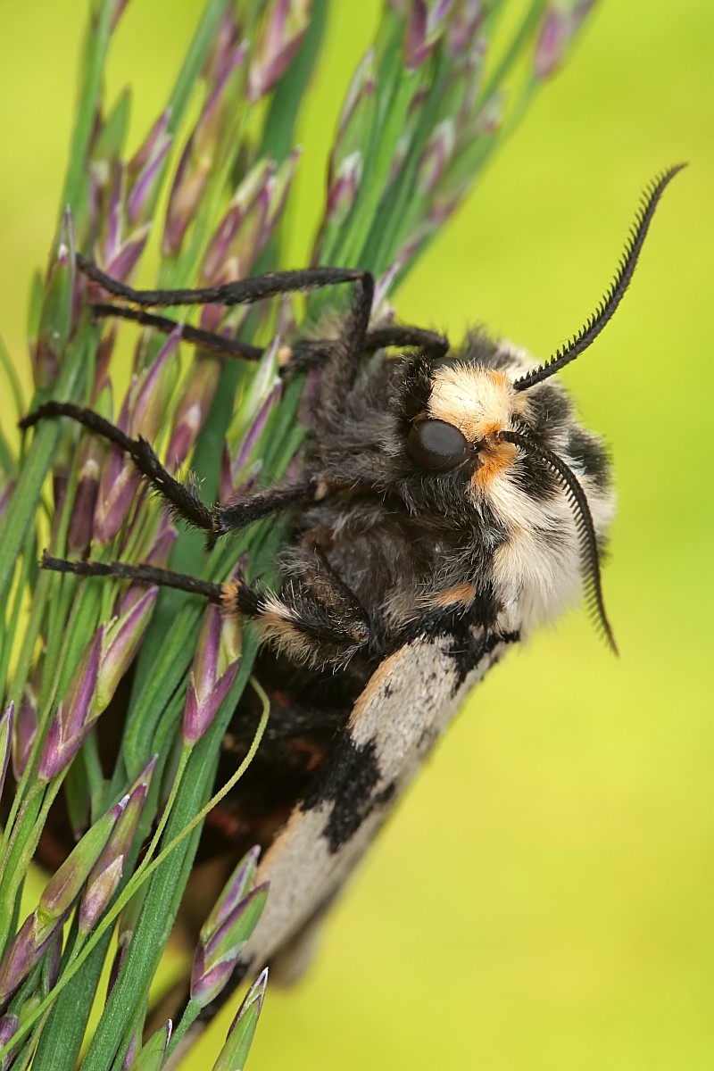 Nazwa:  51071794362_149359421c_o.jpg
Wyświetleń: 184
Rozmiar:  179,7 KB