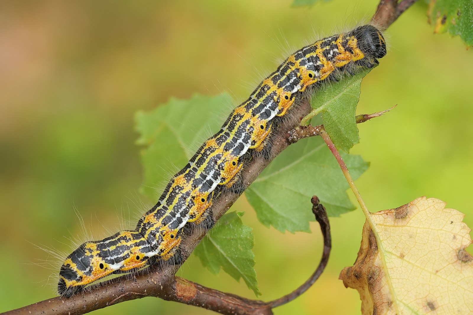 Nazwa:  51073539383_1b056f660b_o.jpg
Wyświetleń: 158
Rozmiar:  319,7 KB