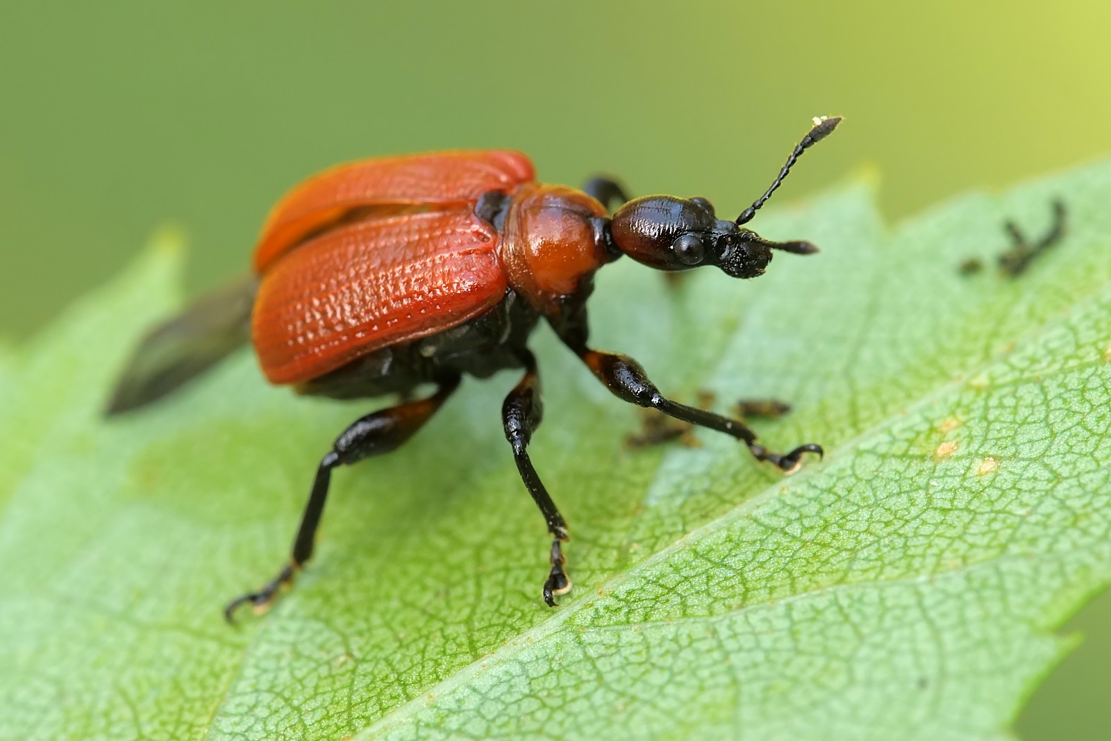 Nazwa:  51076882531_59345dbe12_o.jpg
Wyświetleń: 153
Rozmiar:  235,7 KB