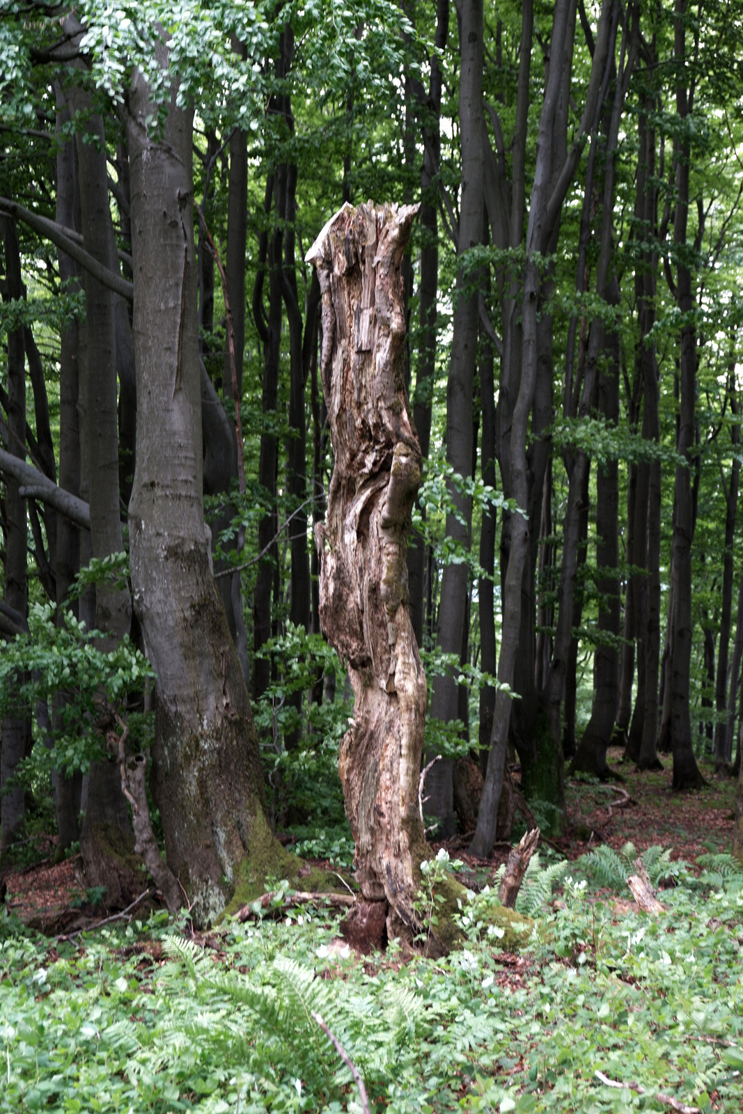 Nazwa:  DSCF5844.JPG
Wyświetleń: 279
Rozmiar:  802,5 KB