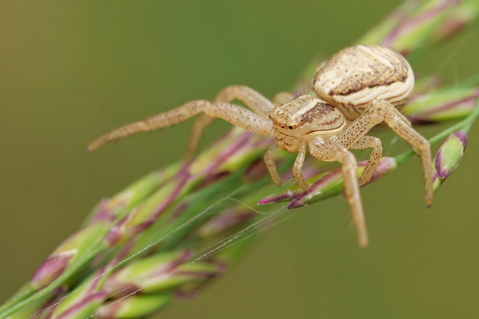 Nazwa:  51079574801_f19acb20f5_o.jpg
Wyświetleń: 140
Rozmiar:  154,8 KB