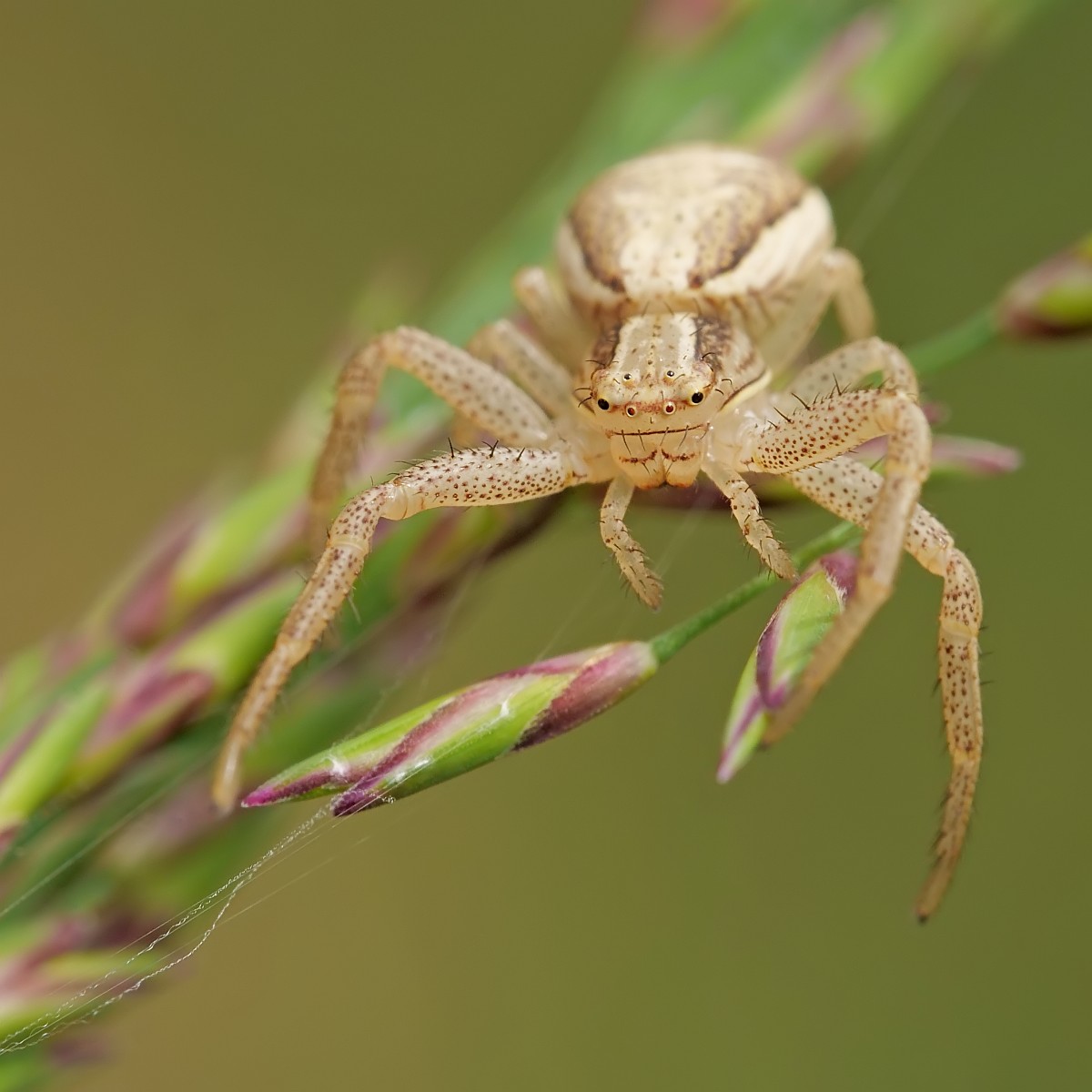 Nazwa:  51010389785_f90669866e_o.jpg
Wyświetleń: 139
Rozmiar:  131,6 KB