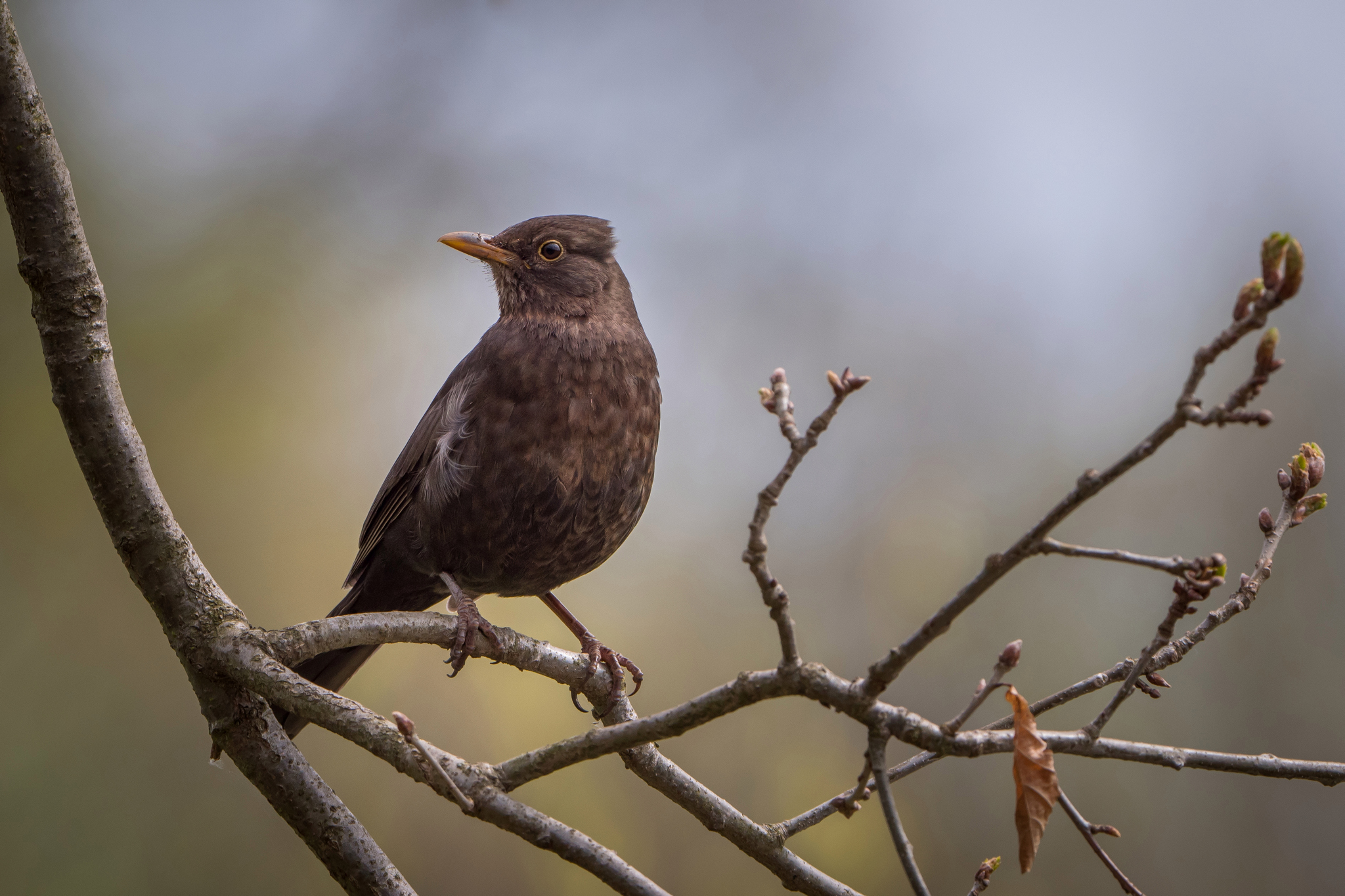 Nazwa:  P1086803.JPG
Wyświetleń: 196
Rozmiar:  1,23 MB