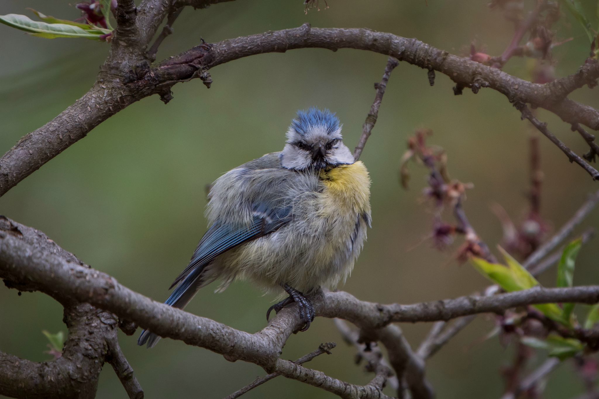 Nazwa:  P1087185.JPG
Wyświetleń: 194
Rozmiar:  1,52 MB
