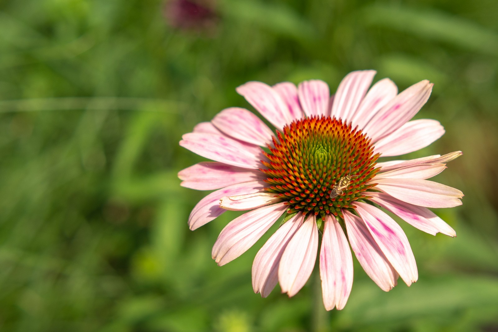 Nazwa:  Image00002.jpg
Wyświetleń: 261
Rozmiar:  298,9 KB