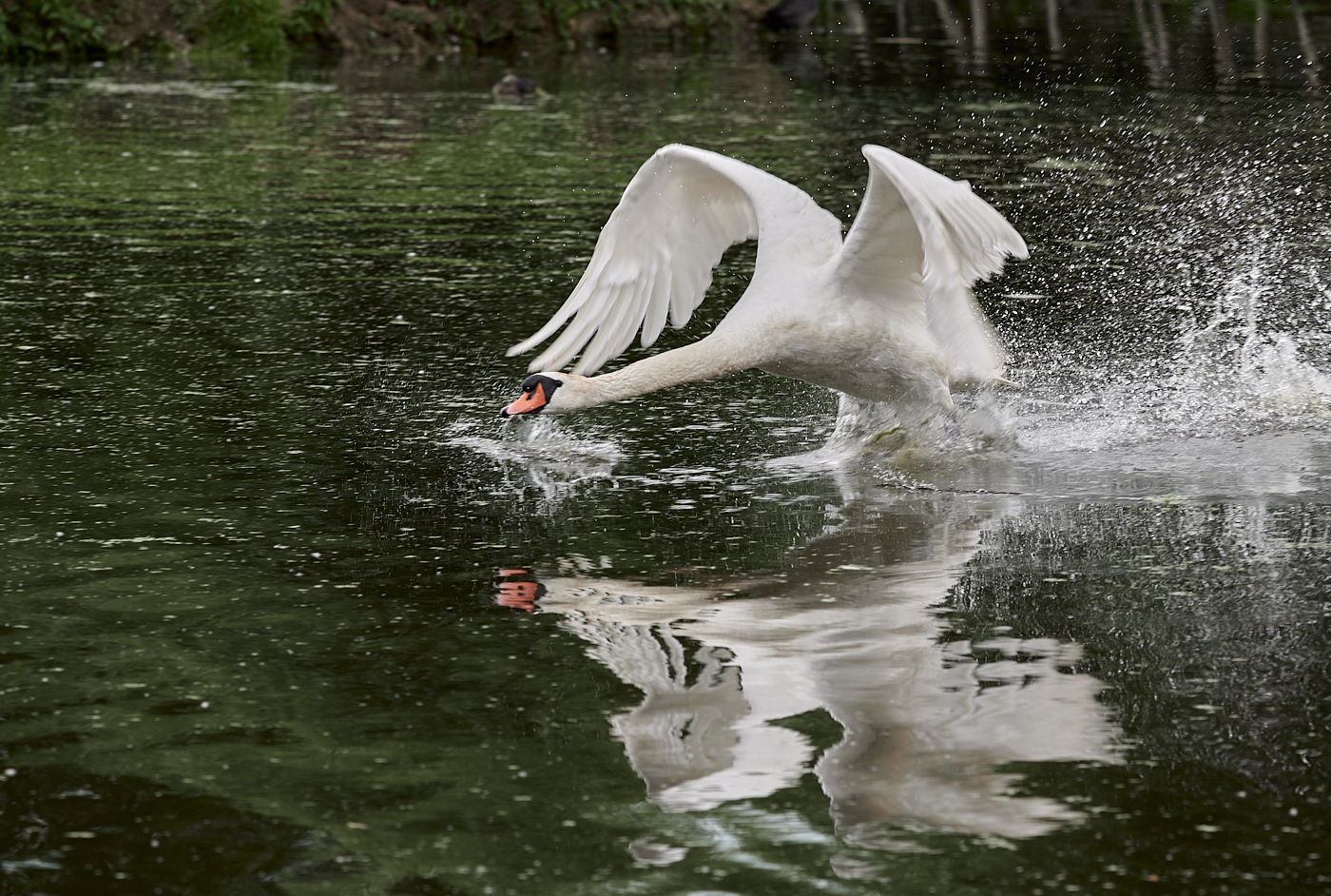 Nazwa:  _JES3027 6.jpg
Wyświetleń: 94
Rozmiar:  1,41 MB