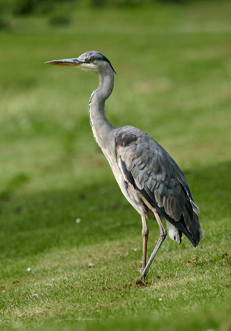 Nazwa:  _2228467 4.jpg
Wyświetleń: 94
Rozmiar:  837,2 KB