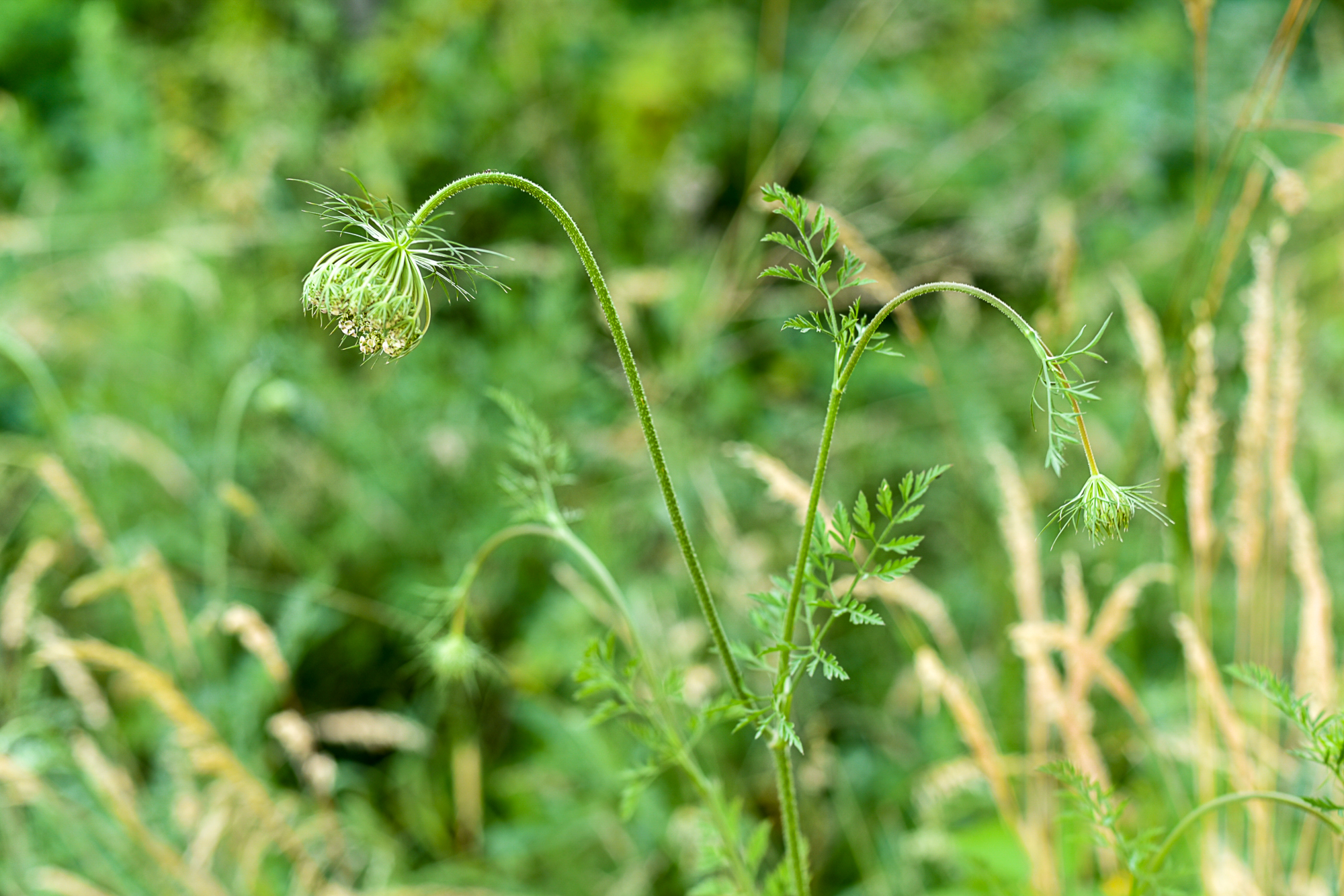 Nazwa:  DSC_5782.jpg
Wyświetleń: 205
Rozmiar:  1,80 MB