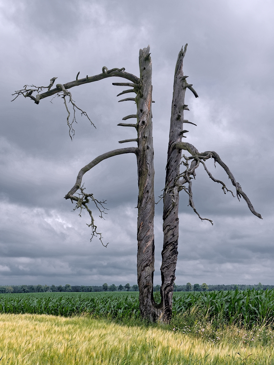 Nazwa:  drzewo ver.2.jpg
Wyświetleń: 124
Rozmiar:  813,7 KB