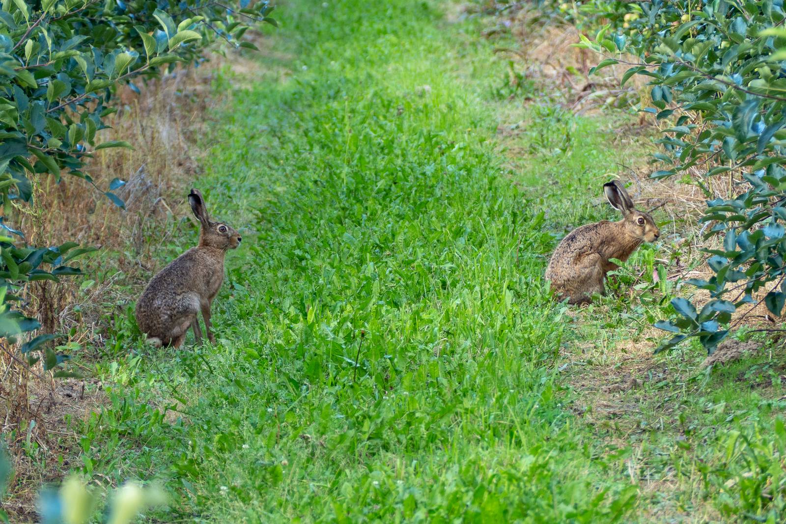 Nazwa:  102.jpg
Wyświetleń: 188
Rozmiar:  406,7 KB