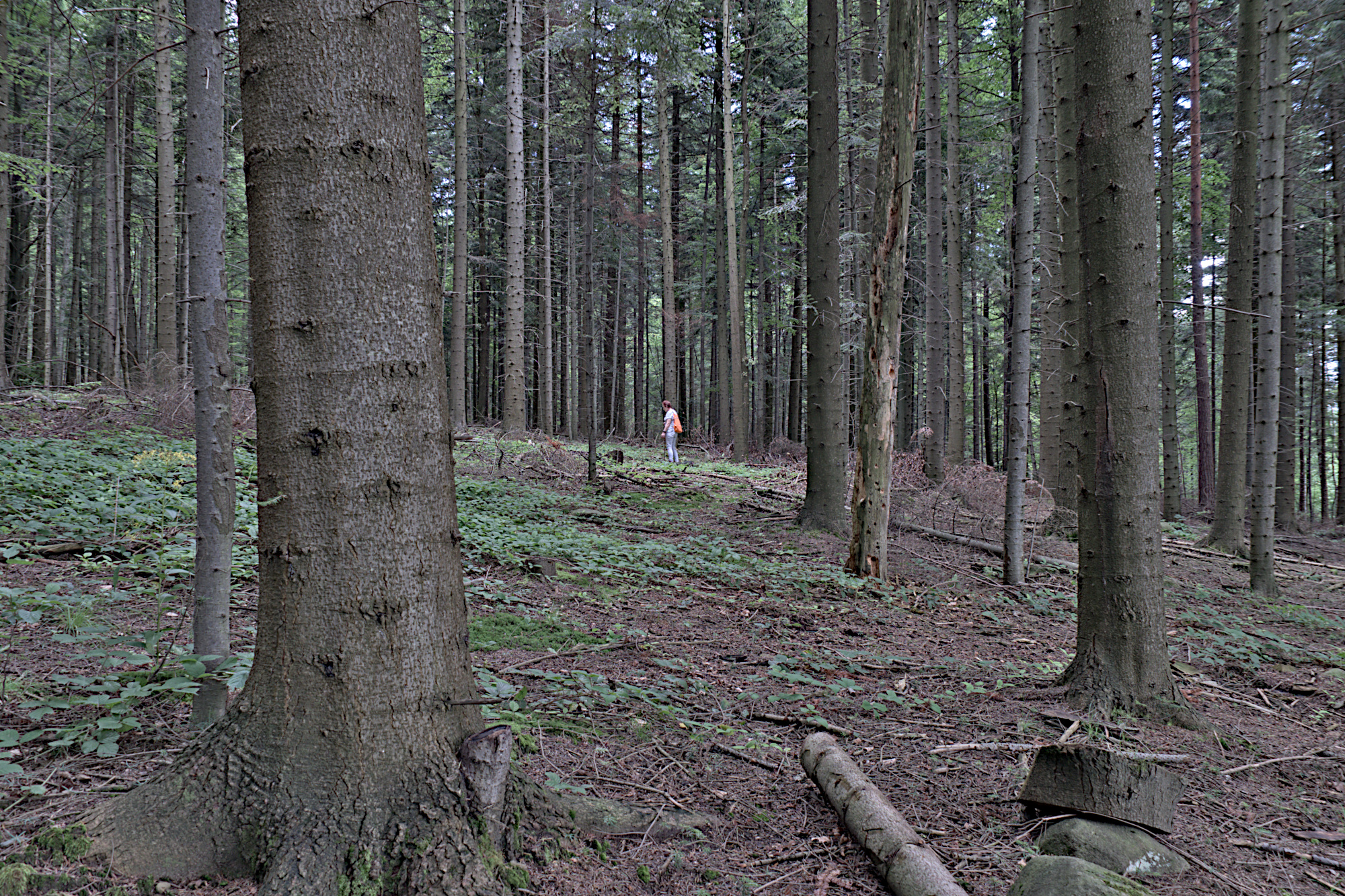 Nazwa:  P1047882.jpg
Wyświetleń: 222
Rozmiar:  2,04 MB
