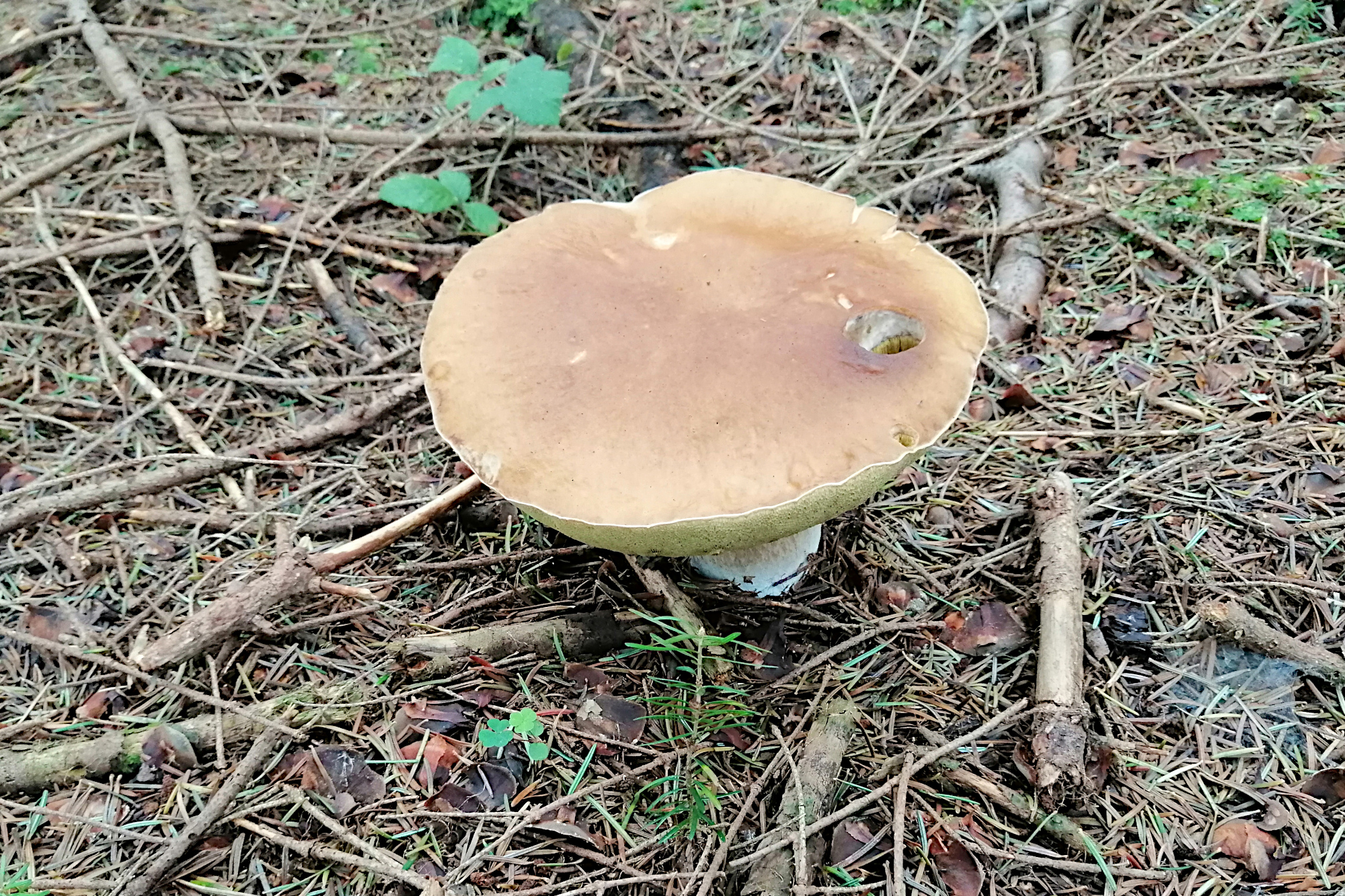 Nazwa:  bor1.jpg
Wyświetleń: 173
Rozmiar:  2,01 MB