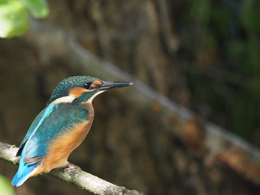 Nazwa:  P8151046_1.jpg
Wyświetleń: 195
Rozmiar:  381,5 KB