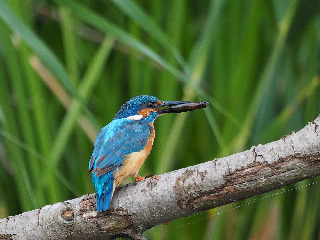 Nazwa:  P8151033_1.jpg
Wyświetleń: 204
Rozmiar:  474,9 KB