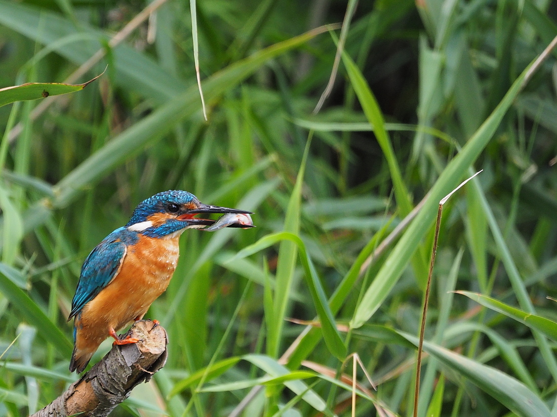 Nazwa:  P8151026_1.jpg
Wyświetleń: 197
Rozmiar:  475,3 KB