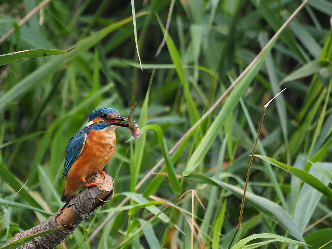 Nazwa:  P8151020_1.jpg
Wyświetleń: 202
Rozmiar:  483,2 KB