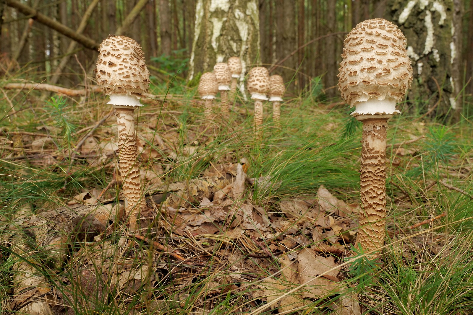 Nazwa:  kanie116969d.jpg
Wyświetleń: 84
Rozmiar:  644,9 KB