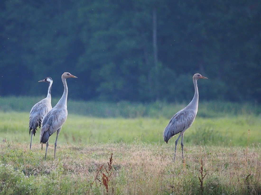 Nazwa:  P8040935_1.jpg
Wyświetleń: 315
Rozmiar:  483,7 KB