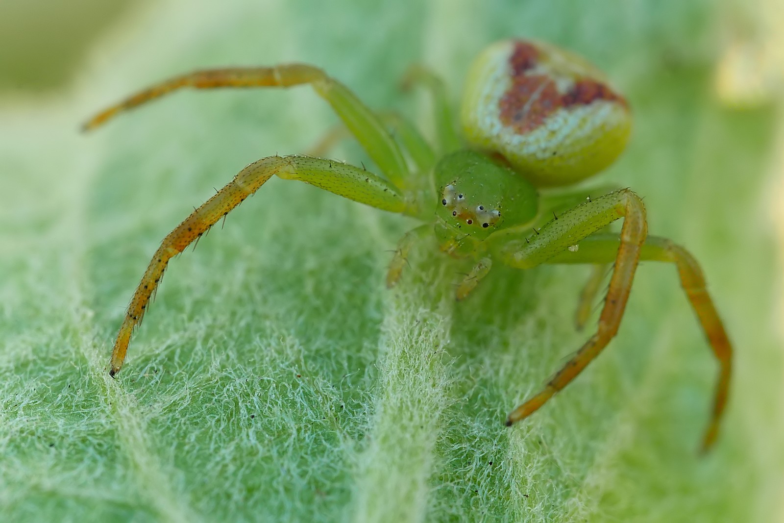 Nazwa:  51213687283_cbbdb4e18c_o.jpg
Wyświetleń: 211
Rozmiar:  260,9 KB