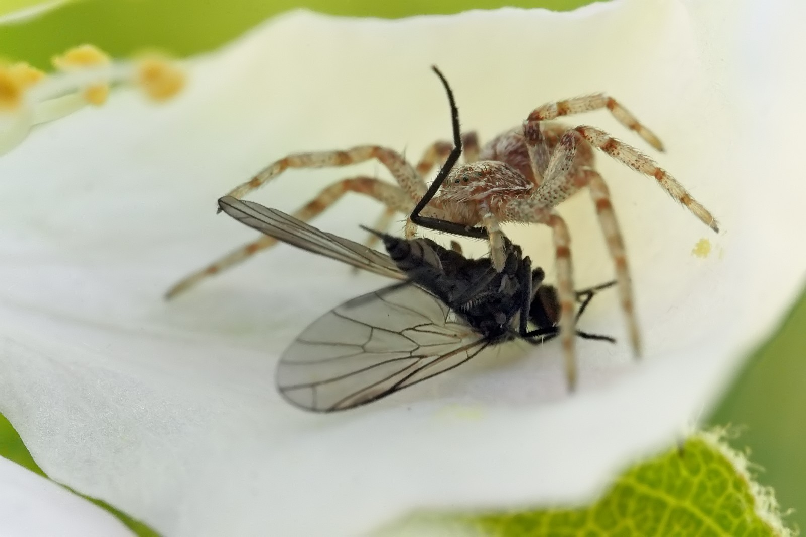 Nazwa:  51215158137_b55dd07cbb_o.jpg
Wyświetleń: 197
Rozmiar:  182,3 KB