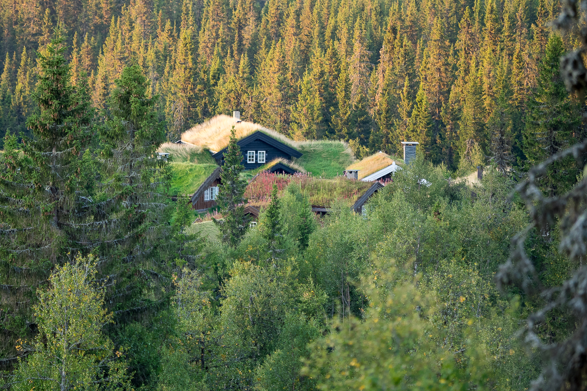 Nazwa:  P8290145.jpg
Wyświetleń: 261
Rozmiar:  3,48 MB