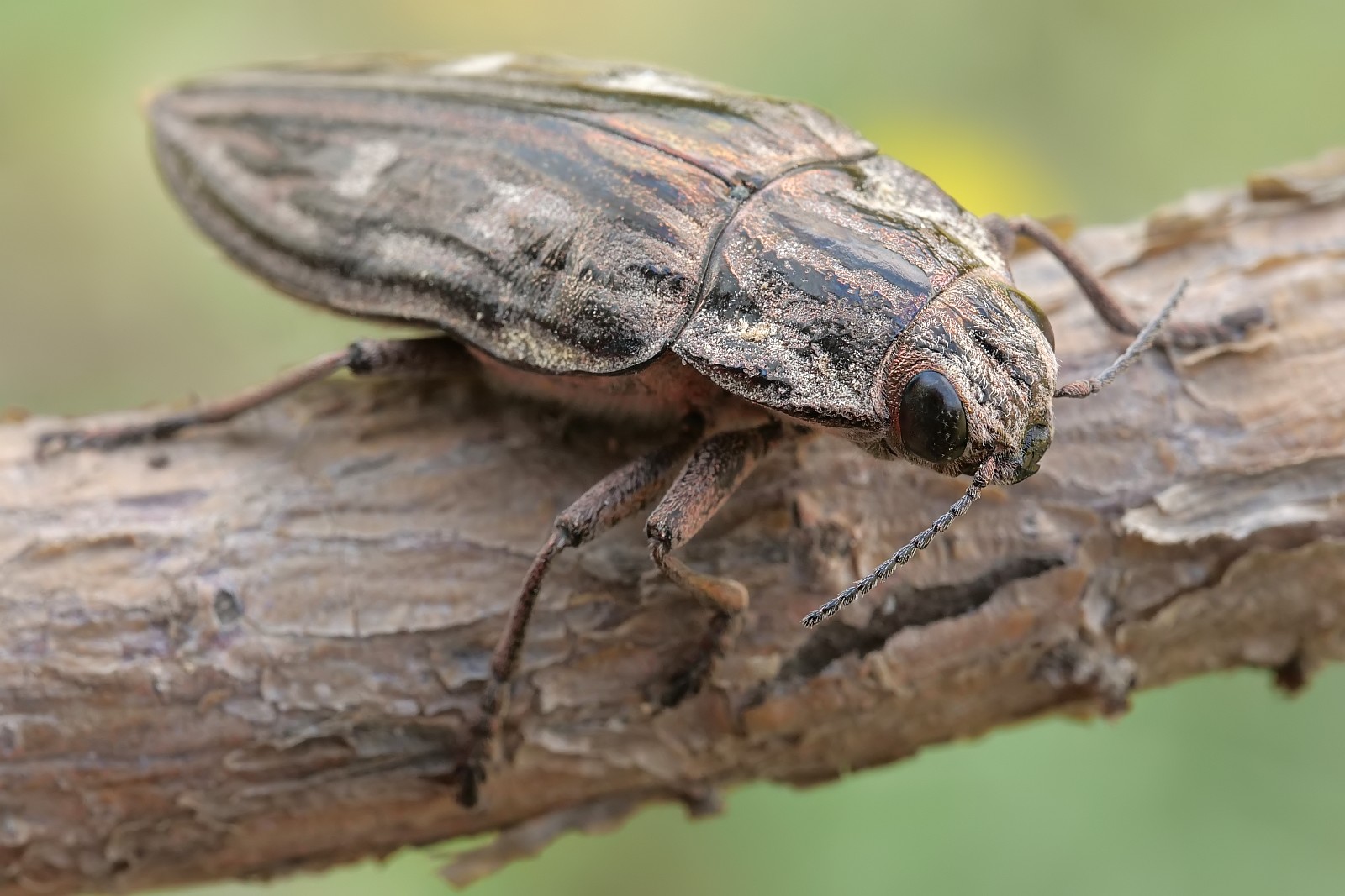 Nazwa:  51228287890_ba5eb86c6a_o.jpg
Wyświetleń: 156
Rozmiar:  260,5 KB