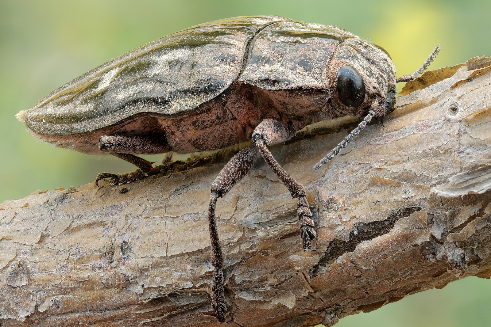 Nazwa:  51244616221_996e81484d_o.jpg
Wyświetleń: 129
Rozmiar:  678,7 KB