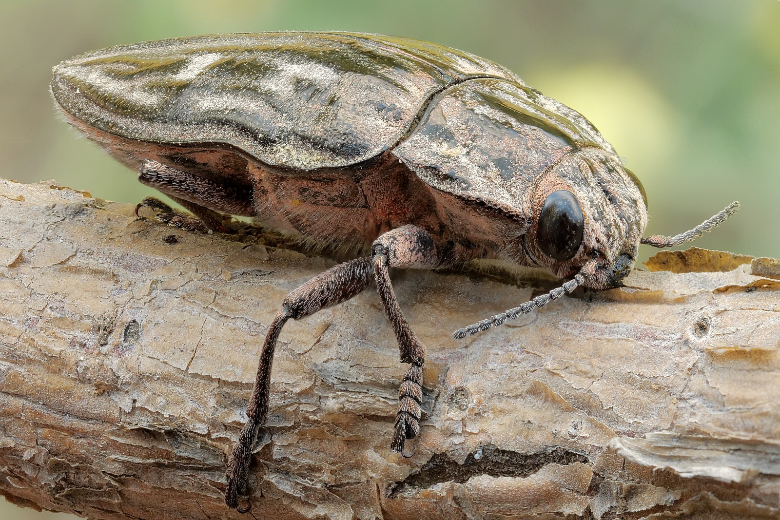 Nazwa:  51244813493_8c4155e4fa_o.jpg
Wyświetleń: 143
Rozmiar:  687,6 KB