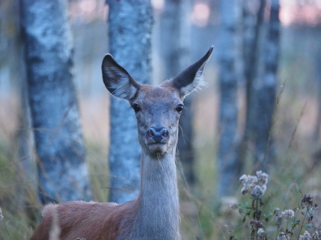 Nazwa:  P9271637_1.jpg
Wyświetleń: 255
Rozmiar:  399,2 KB