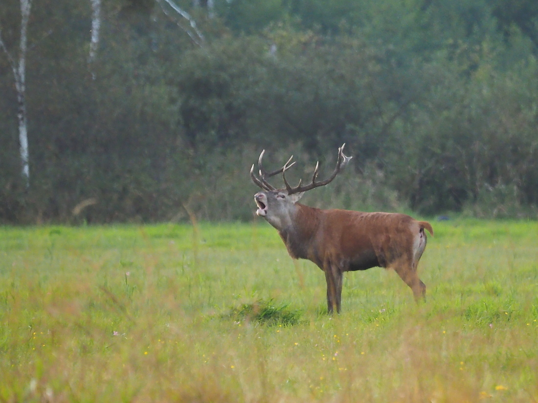 Nazwa:  P9131593_2.jpg
Wyświetleń: 251
Rozmiar:  355,1 KB