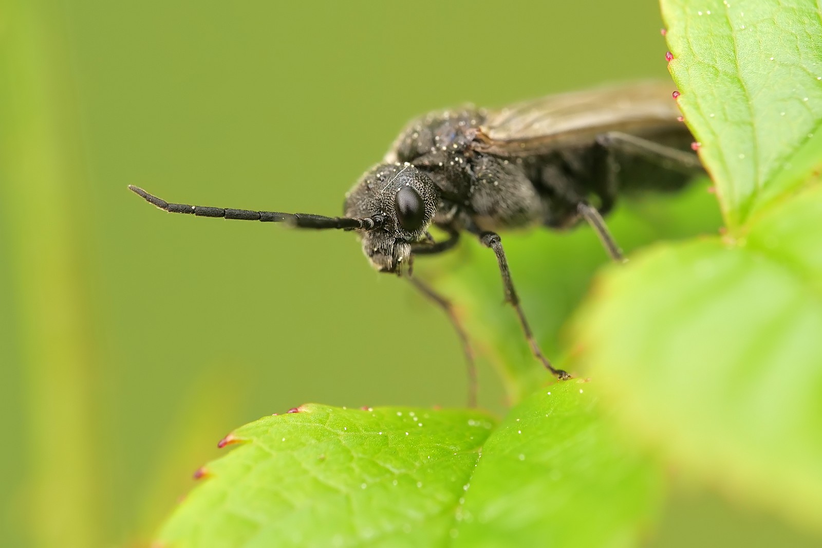 Nazwa:  51307909219_5b27f69a91_o.jpg
Wyświetleń: 116
Rozmiar:  151,0 KB
