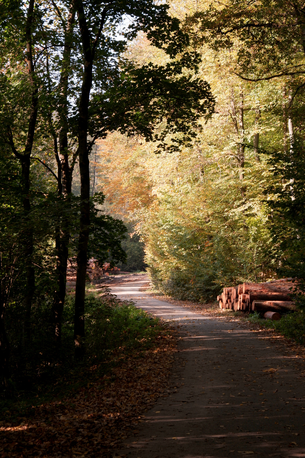 Nazwa:  DSCF7938.JPG
Wyświetleń: 142
Rozmiar:  1,06 MB