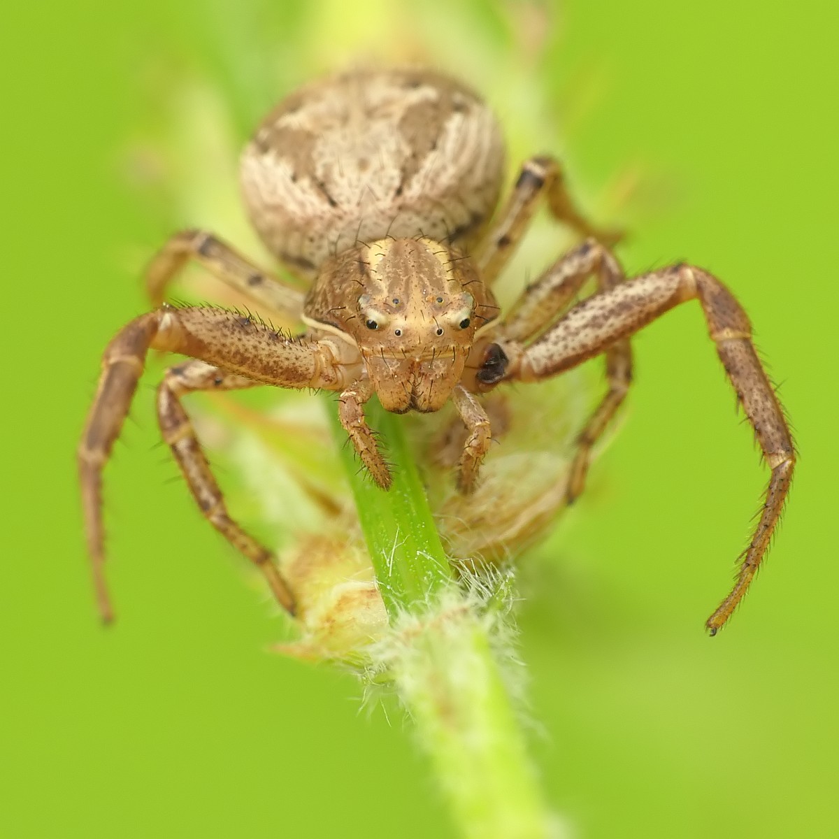 Nazwa:  51311696148_26ab09a9b0_o.jpg
Wyświetleń: 195
Rozmiar:  167,7 KB