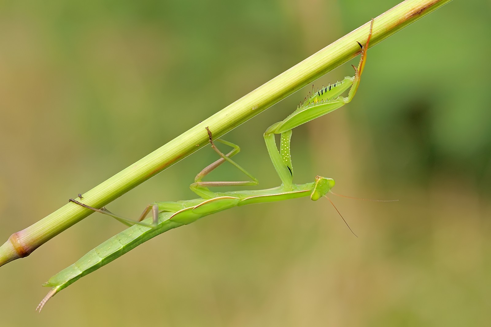 Nazwa:  51320781014_affb79bf10_o.jpg
Wyświetleń: 190
Rozmiar:  148,4 KB