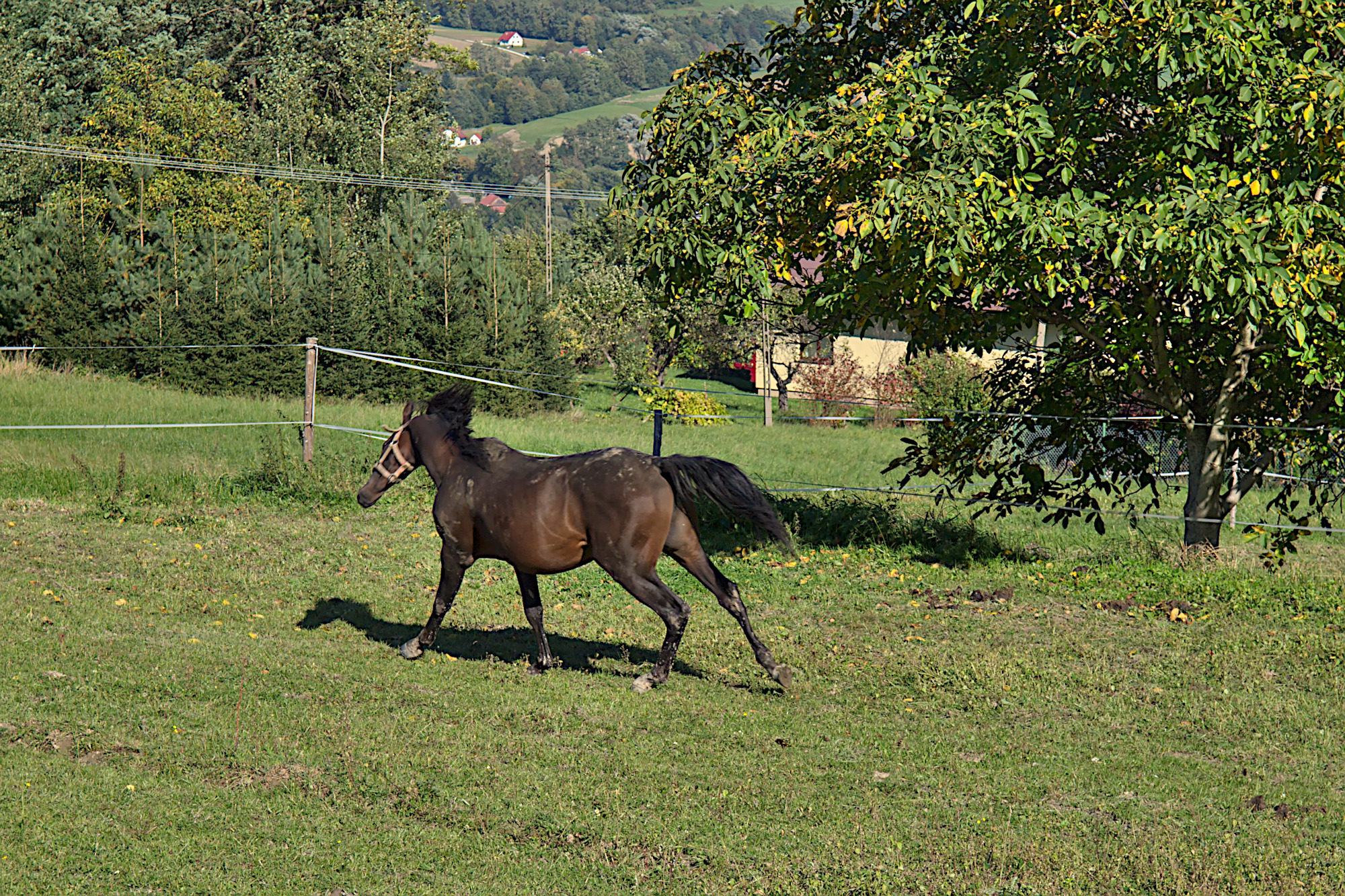 Nazwa:  PA036385.jpg
Wyświetleń: 154
Rozmiar:  1,88 MB