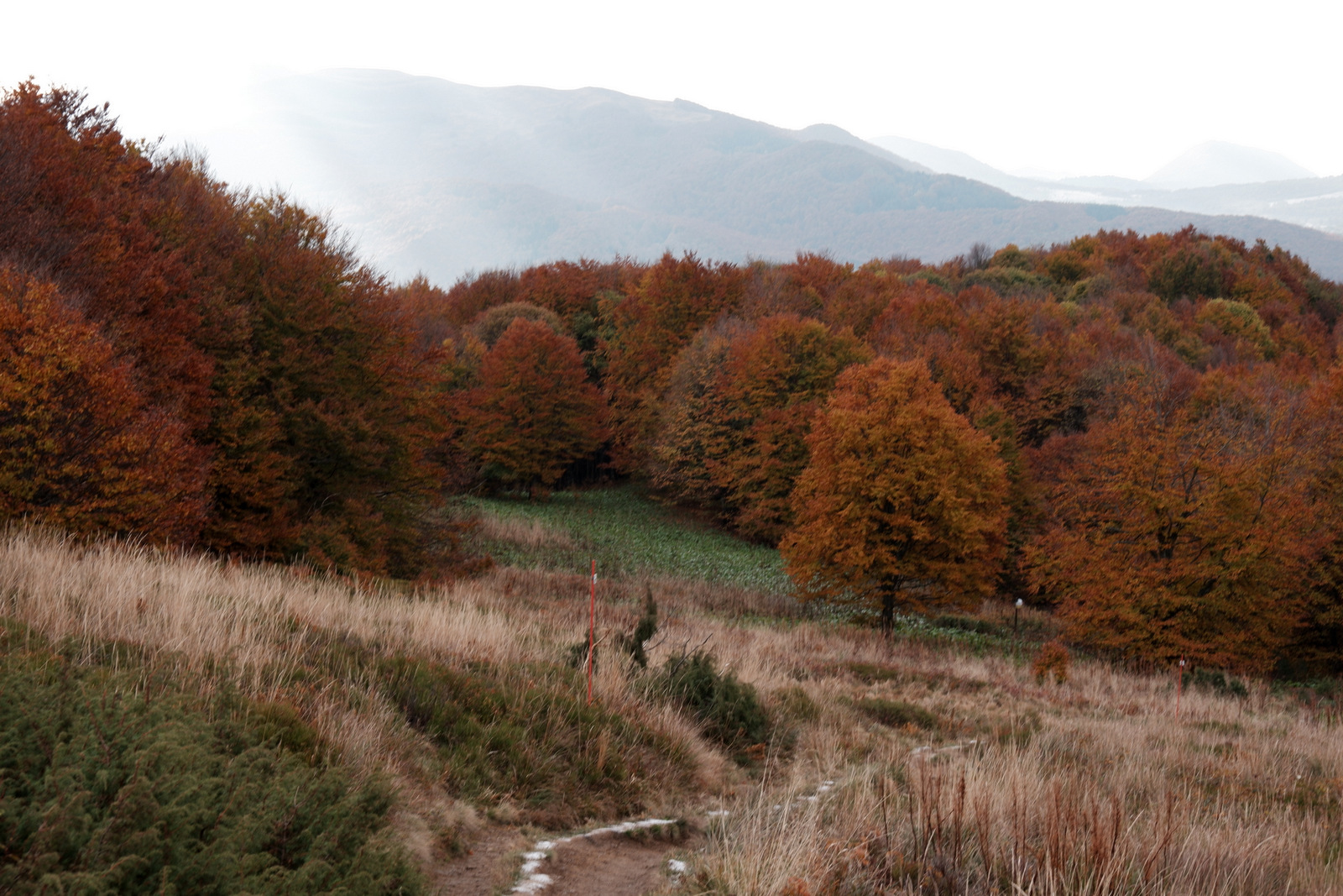 Nazwa:  DSCF8046.JPG
Wyświetleń: 159
Rozmiar:  643,5 KB