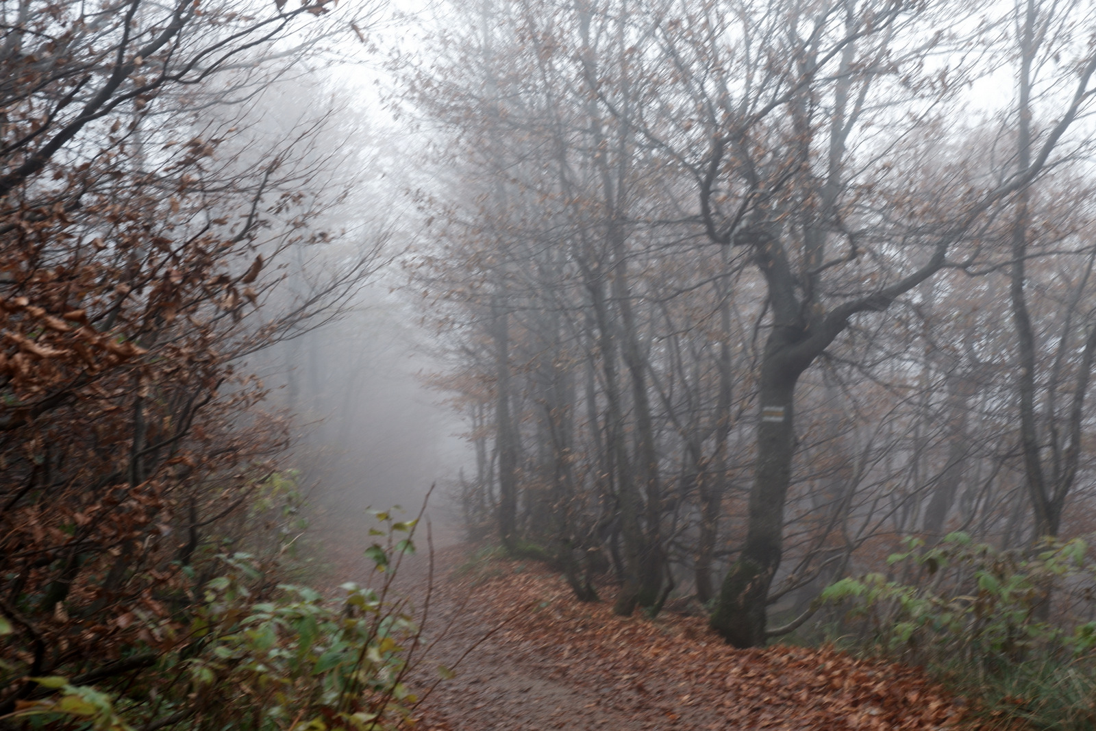 Nazwa:  DSCF8059.JPG
Wyświetleń: 146
Rozmiar:  646,9 KB