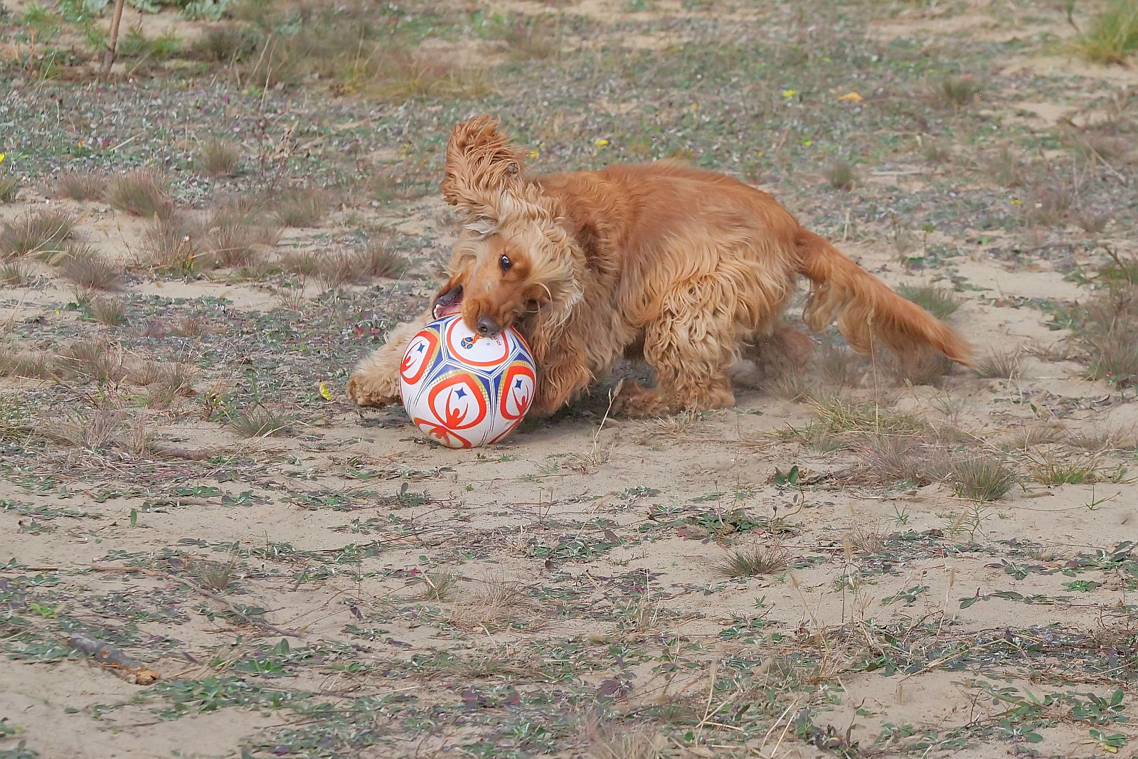 Nazwa:  figa126289df.jpg
Wyświetleń: 158
Rozmiar:  685,4 KB