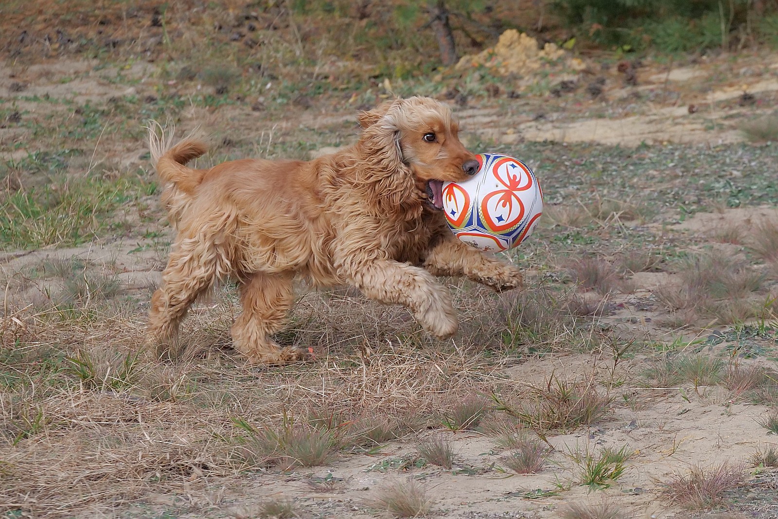 Nazwa:  figa126484df.jpg
Wyświetleń: 160
Rozmiar:  668,9 KB