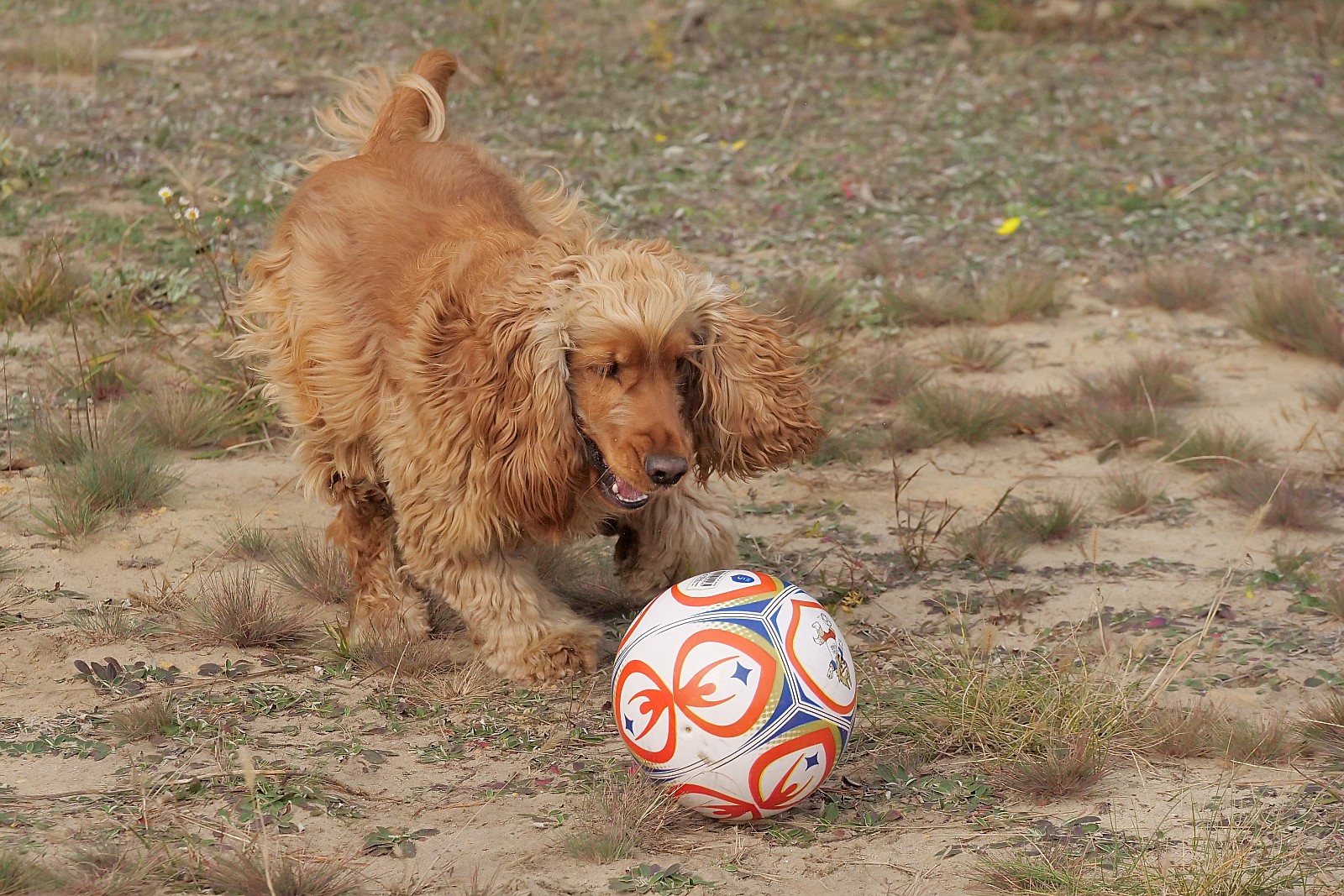 Nazwa:  figa126586df.jpg
Wyświetleń: 144
Rozmiar:  584,5 KB