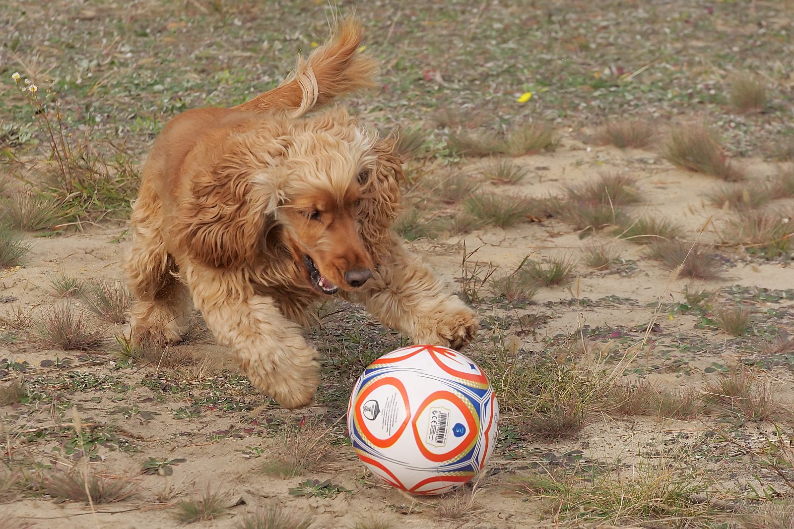 Nazwa:  figa126588df.jpg
Wyświetleń: 147
Rozmiar:  602,5 KB